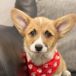 Stanley - Sable male Pembroke Welsh Corgi puppy in Urbana, Ohio from Edgewood Farm and Kennel