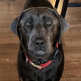 Dilute Retrievers and Labradoodles from Conley’s Labradors & Labradoodles