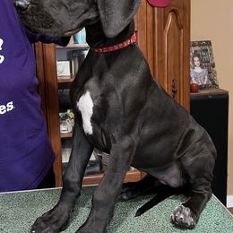 Great Dane Puppies from Hladik Great Danes