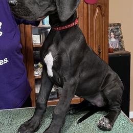 Great Dane Puppies from Hladik Great Danes