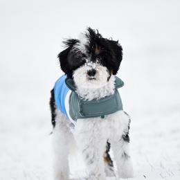 Chase - Bernedoodle
