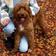 Willow