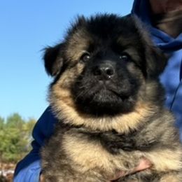 Beowolfe - German Shepherd puppy from HVC Kennels-Home of Von Monray Elite German Shepherds