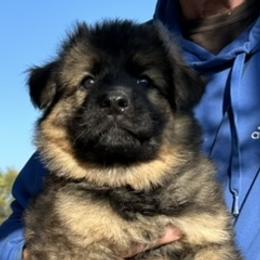 Beowolfe - German Shepherd puppy from HVC Kennels-Home of Von Monray Elite German Shepherds
