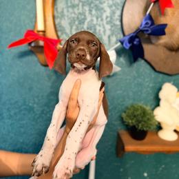 Clover - White and liver female German Shorthaired Pointer puppy in Macclenny, Florida from Dillon's GSPs