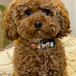 Remi - Maltipoo