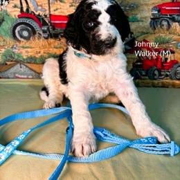 Johnny Walker - Parti male Goldendoodle puppy in Water Valley, Mississippi from Olympian Doodles