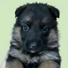 Girl 1 - Black and red female German Shepherd puppy in Rockfield, Kentucky from Cheveyo German Shepherds