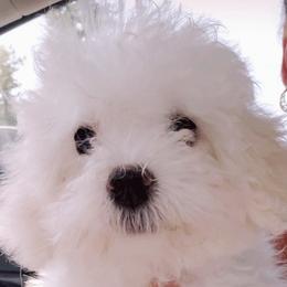 Maltipoo Puppies from Little Cupcakes and Little Punkins Maltipoos