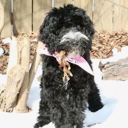 Raven - Black and chalk female Australian Labradoodle puppy in Saint Louis, Missouri from Gateway Australian Labradoodles