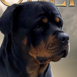 Nova - Rottweiler