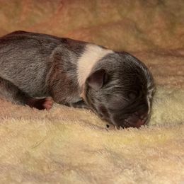 Rubix - Blue male French Bulldog puppy in Amarillo, Texas from Bomb City Bulldogs