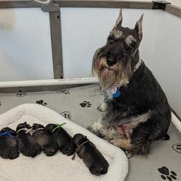 Miniature Schnauzer puppies from Hall Miniature Schnauzers