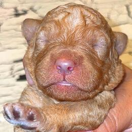 Girl 4 - Apricot female Goldendoodle puppy in Holly, Colorado from Vida’s Loving Doodles