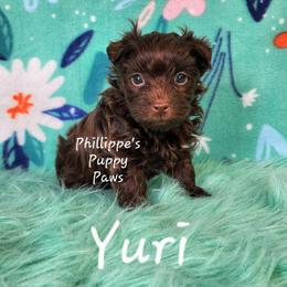 Yuri - Liver male Yorkshire Terrier puppy in Adair, Oklahoma from Phillippe's Puppy Paws