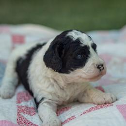 Teal - Parti female Goldendoodle puppy in Rocklin, California from FurEver Yours Goldendoodles