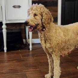Goldendoodles and Poodles from Greg Ridgeway