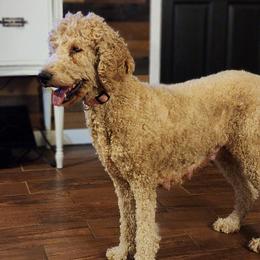 Goldendoodles and Poodles from Greg Ridgeway