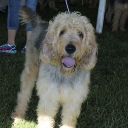 Otterhounds from Riverrun Otterhounds
