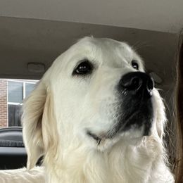 Magnolia - Golden Retriever