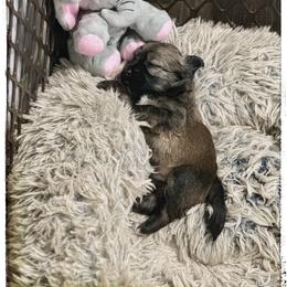 Legacy - Black and tan male Havanese puppy in Katy, Texas from Cloud 9 Havanese