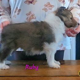 Shetland Sheepdog Puppies from Fawn Lane Shetland Sheepdogs