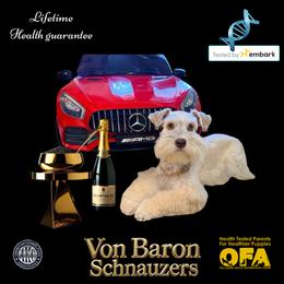 Miniature Schnauzer puppies from Von Baron Schnauzers