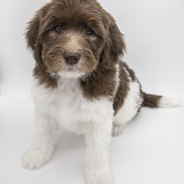 Assorted Doodle Crosses, Bernedoodle, Double Doodle, Goldendoodle, Labradoodle, and Whoodle Puppies from Our Little Farm Life Doodles