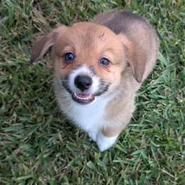 Miami - Sable female Pembroke Welsh Corgi puppy in Bridge City, Texas from Disco Corgis