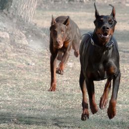 Doberman Pinscher and French Bulldog All Grown Up from The Defender Farm