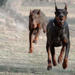 Doberman Pinscher and French Bulldog All Grown Up from The Defender Farm