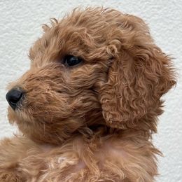 Black girl - Apricot Goldendoodle puppy in Fort Worth, Texas from Shapa Breeding