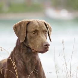 Belle - Chesapeake Bay Retriever