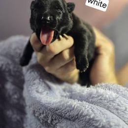 White Collar Female - Gold brindle female Dutch Shepherd puppy in Dallas, Georgia from Bluestone Creek Dutch Shepherds