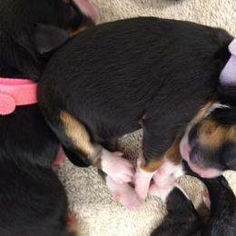 Bernedoodle, Goldendoodle, and Sheepadoodle Puppies from Country Meadow Doodles