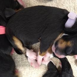 Bernedoodle, Goldendoodle, and Sheepadoodle Puppies from Country Meadow Doodles