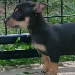 Teddy Roosevelt Terriers from Valley of the Blue Dogs