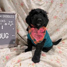 Goldendoodle and Poodle Puppies from Funny Farm Doodles