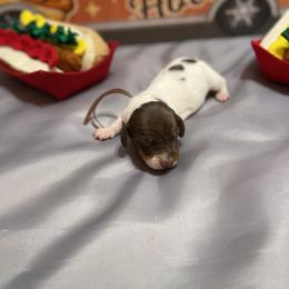 Strawberry pie now has the name Dottie - Piebald female Dachshund puppy in Bremen, Georgia from Jones Royal Kennels