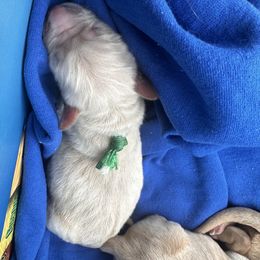 Golden Retriever Puppies from St. Paul Goldens