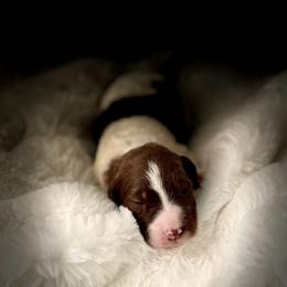 Bear - Tri-color male Labradoodle puppy in San Antonio, Texas from I Love U Back Labradoodles, LLC