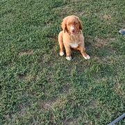 Australian Shepherd and Nova Scotia Duck Tolling Retriever Puppies from Tanglewood Tollers and Aussies
