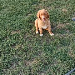 Australian Shepherd and Nova Scotia Duck Tolling Retriever Puppies from Tanglewood Tollers and Aussies