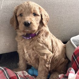 Luna - Apricot female Goldendoodle puppy in Sugarcreek, Ohio from True Hearted Doodles