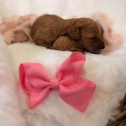Pinky - Red  female Goldendoodle puppy in Shingle Springs, California from Creamy Retrievers