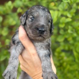 Boone - Merle male Goldendoodle puppy in Millville, California from Hope Lane Kennels