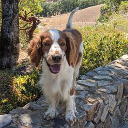 Laurel - Welsh Springer Spaniel