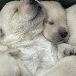 Labrador Retriever Puppies from Luvable AZ Labs