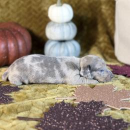 Rowan - Dapple male Dachshund puppy in Purdy, Missouri from Shotgun Pups