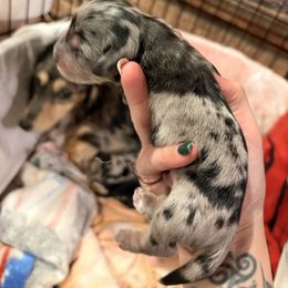 Tater - Dapple male Dachshund puppy in Missoula, Montana from The Dainty Dachshund